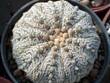 Astrophytum_asterias